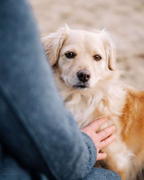 Hundeauslaufgebiet-Leos photo diaries Tierfotografie-Bild