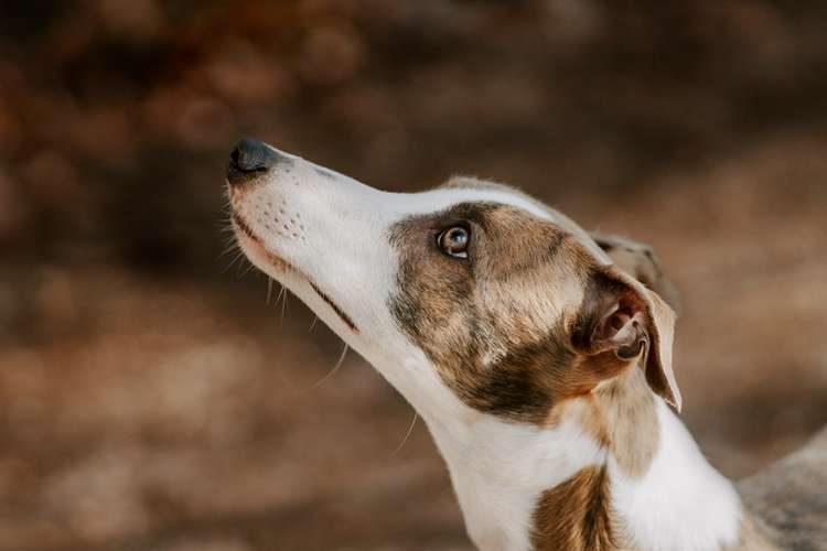 Hundeauslaufgebiet-Leos photo diaries Tierfotografie-Bild