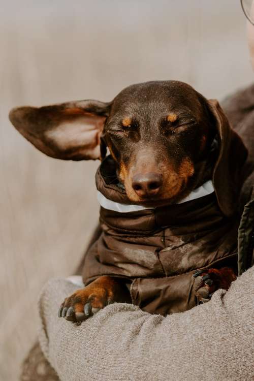 Hundeauslaufgebiet-Leos photo diaries Tierfotografie-Bild