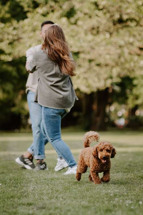 Hundeauslaufgebiet-Leos photo diaries Tierfotografie-Bild