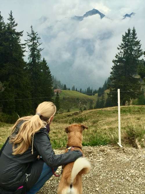 Hundeauslaufgebiet-Gesundheits- und Ernährungsberatung für Hunde-Bild