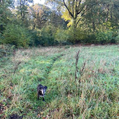 Hundeauslaufgebiet-Mobile Tierbetreuung Meike Maile-Bild