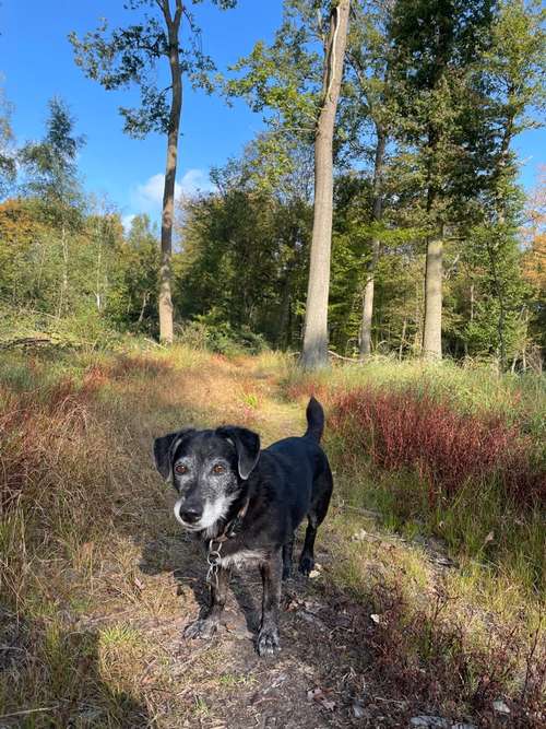 Hundeauslaufgebiet-Mobile Tierbetreuung Meike Maile-Bild