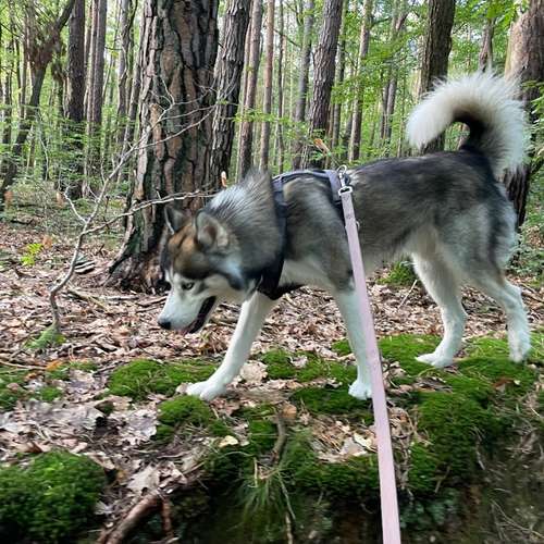 Hundeauslaufgebiet-Mobile Tierbetreuung Meike Maile-Bild