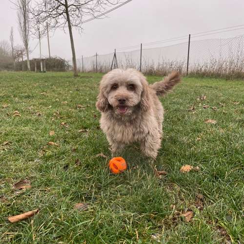 Hundeauslaufgebiet-Mobile Tierbetreuung Meike Maile-Bild