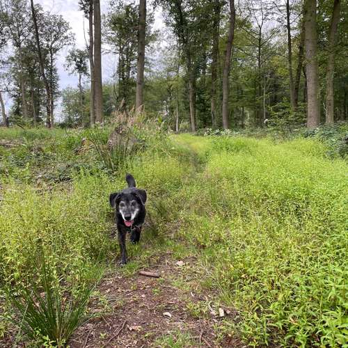 Hundeauslaufgebiet-Mobile Tierbetreuung Meike Maile-Bild