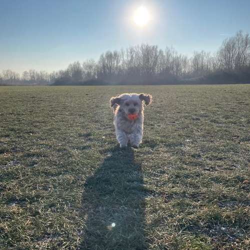Hundeauslaufgebiet-Mobile Tierbetreuung Meike Maile-Bild