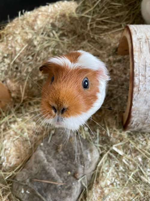 Hundeauslaufgebiet-Mobile Tierbetreuung Meike Maile-Bild