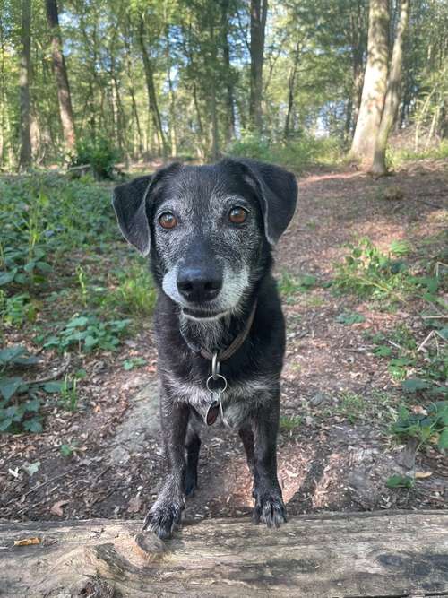 Hundeauslaufgebiet-Mobile Tierbetreuung Meike Maile-Bild