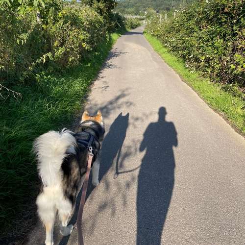 Hundeauslaufgebiet-Mobile Tierbetreuung Meike Maile-Bild
