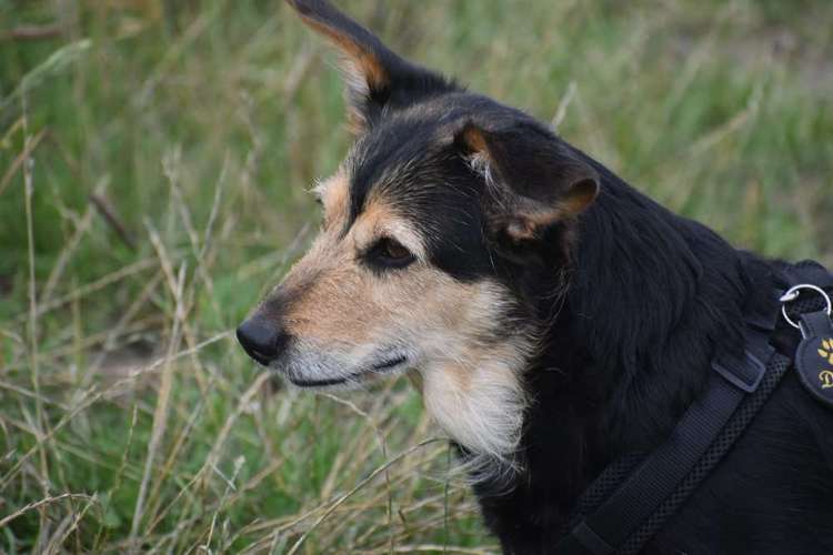 Hundeauslaufgebiet-Ekkehard Schwarzer-Bild