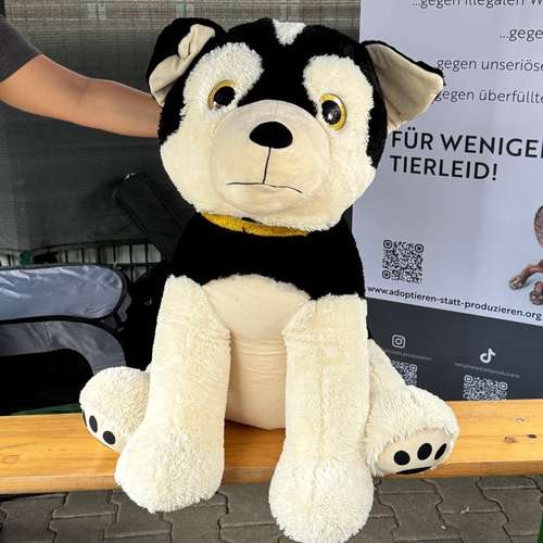 Hundeauslaufgebiet-Martin Rütter Hundeschule Frankfurt-Bild