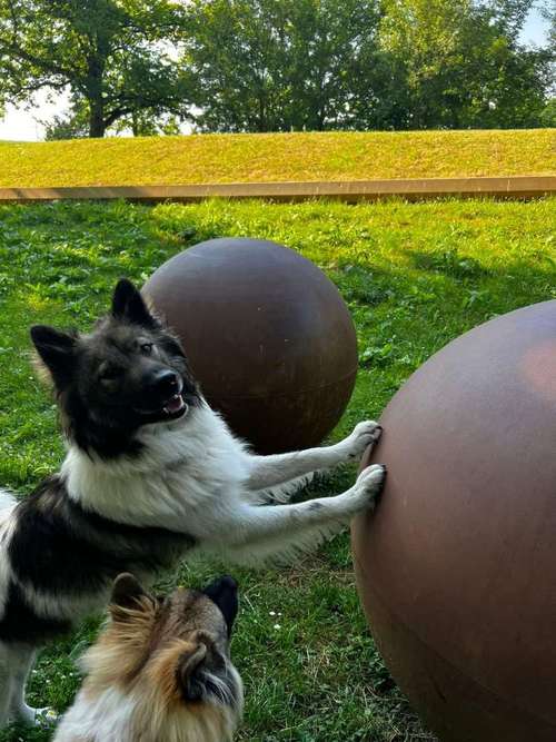 Hundeauslaufgebiet-Hundeschule Diana Stark-Bild