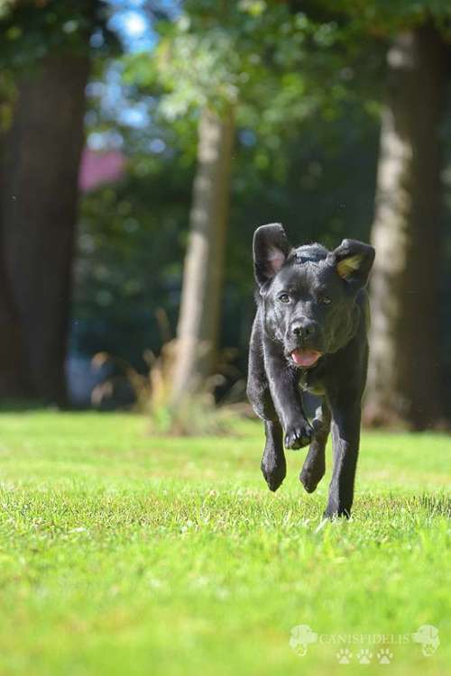 Hundeauslaufgebiet-Canisfidelis Hundeschule-Bild