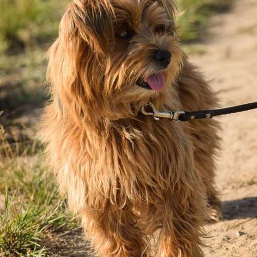 Hundeauslaufgebiet-Canisfidelis Hundeschule-Bild