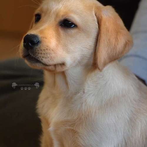 Hundeauslaufgebiet-Canisfidelis Hundeschule-Bild