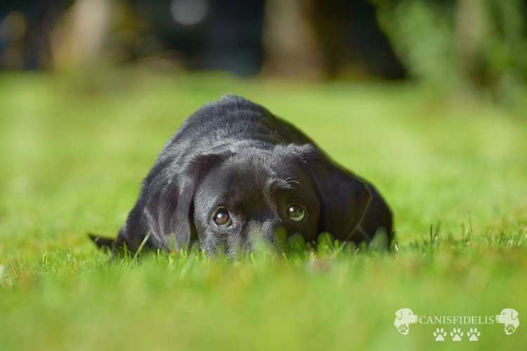 Hundeauslaufgebiet-Canisfidelis Hundeschule-Bild