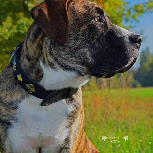 Hundeauslaufgebiet-Canisfidelis Hundeschule-Bild