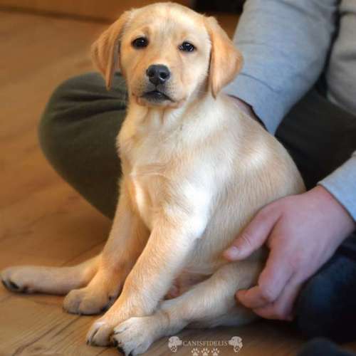 Hundeauslaufgebiet-Canisfidelis Hundeschule-Bild