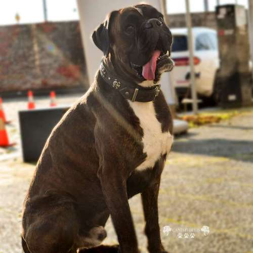 Hundeauslaufgebiet-Canisfidelis Hundeschule-Bild