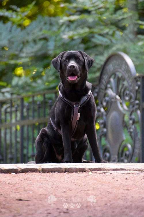 Hundeauslaufgebiet-Canisfidelis Hundeschule-Bild