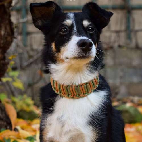 Hundeauslaufgebiet-Canisfidelis Hundeschule-Bild