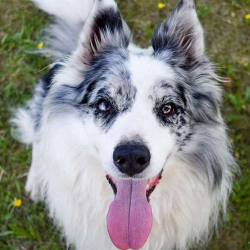 Hundeauslaufgebiet-Canisfidelis Hundeschule-Bild