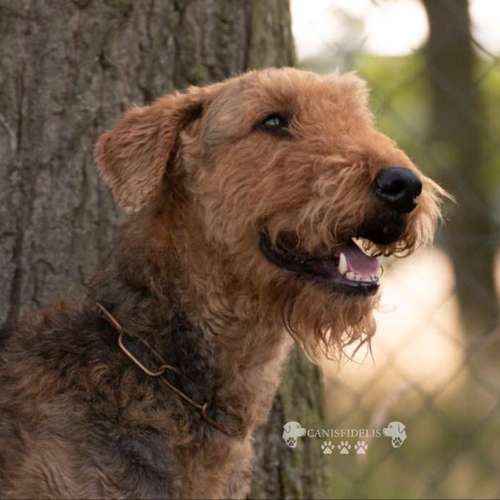 Hundeauslaufgebiet-Canisfidelis Hundeschule-Bild