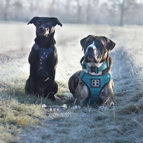 Hundeauslaufgebiet-Canisfidelis Hundeschule-Bild
