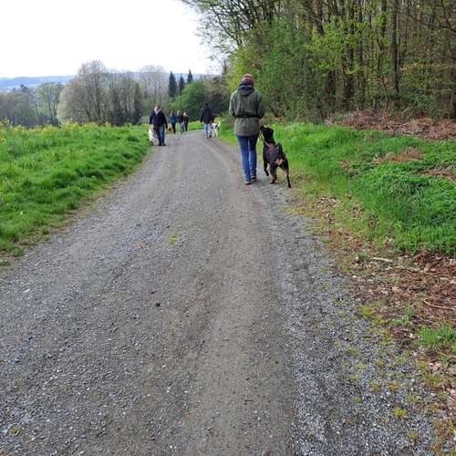 Hundeauslaufgebiet-Positives Hundetraining Galonske-Bild