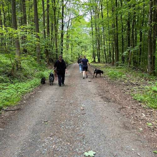 Hundeauslaufgebiet-Positives Hundetraining Galonske-Bild