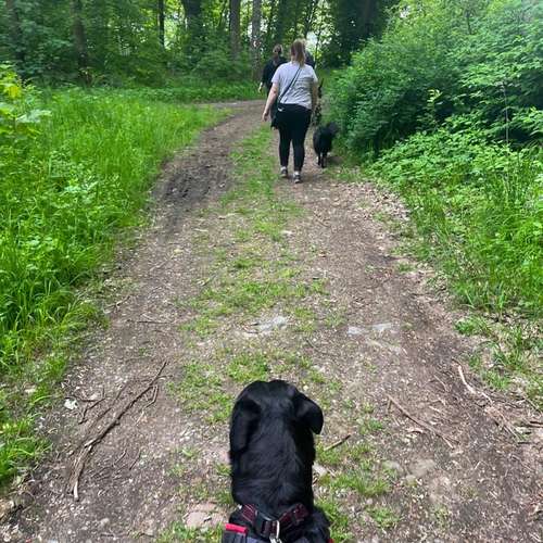 Hundeauslaufgebiet-Positives Hundetraining Galonske-Bild