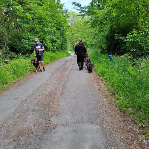 Hundeauslaufgebiet-Positives Hundetraining Galonske-Bild