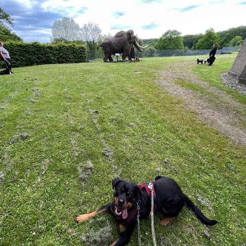 Hundeauslaufgebiet-Positives Hundetraining Galonske-Bild