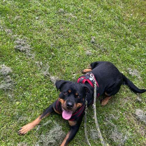 Hundeauslaufgebiet-Positives Hundetraining Galonske-Bild