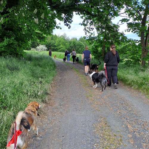 Hundeauslaufgebiet-Positives Hundetraining Galonske-Bild