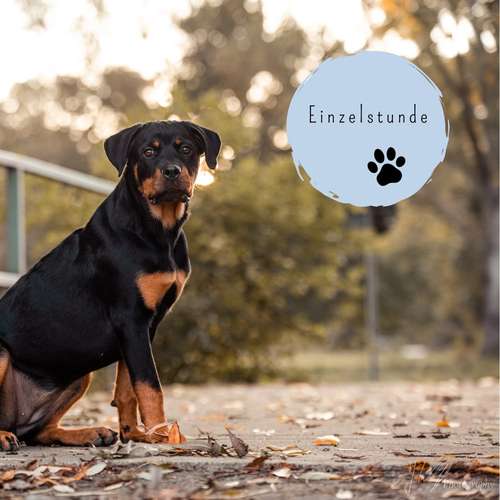 Hundeauslaufgebiet-Positives Hundetraining Galonske-Bild