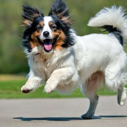 Hundeauslaufgebiet-Hundeschule Elitepfoten-Bild