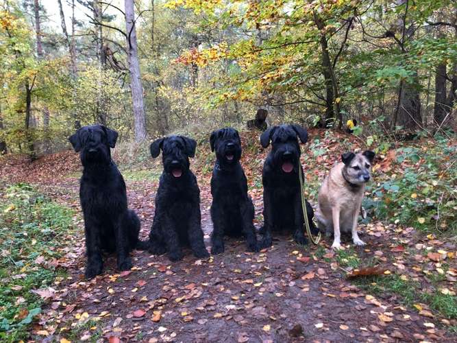 Hundeauslaufgebiet-MiDogs Hundeschule -Bild