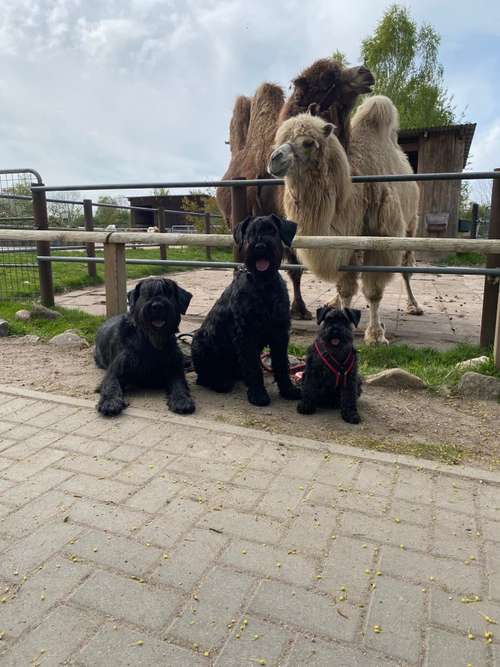 Hundeauslaufgebiet-MiDogs Hundeschule -Bild