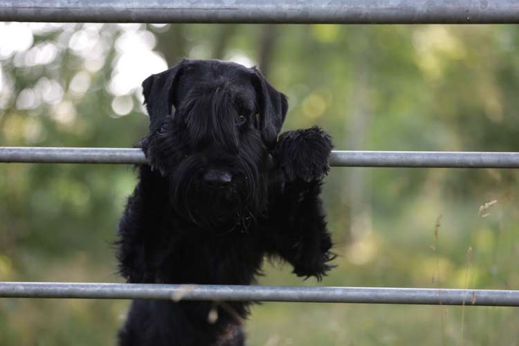 Hundeauslaufgebiet-MiDogs Hundeschule -Bild