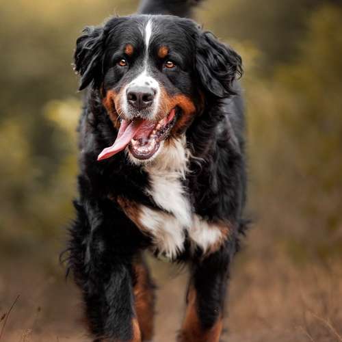 Hundeauslaufgebiet-Räuberpfoten-Bild