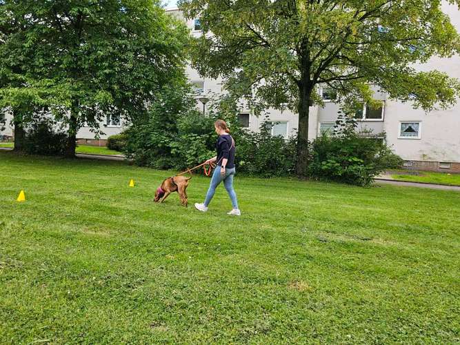 Hundeauslaufgebiet-Hundeschule Rose-Bild