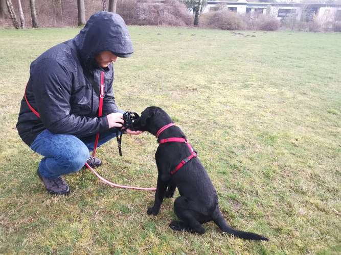 Hundeauslaufgebiet-Hundeschule Rose-Bild