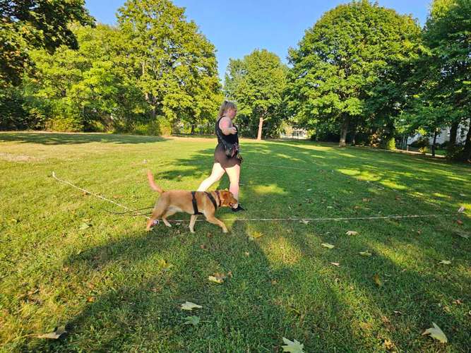 Hundeauslaufgebiet-Hundeschule Rose-Bild