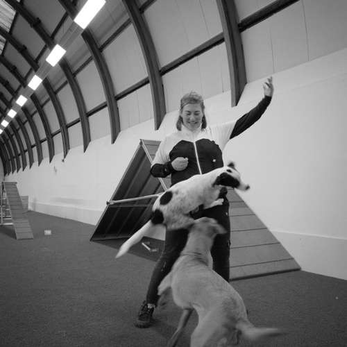 Hundeauslaufgebiet-Consono im Einklang-Bild