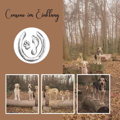 Hundeauslaufgebiet-Consono im Einklang-Bild