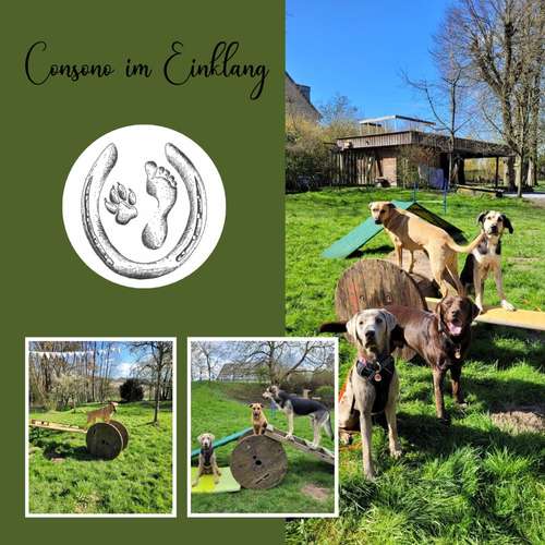 Hundeauslaufgebiet-Consono im Einklang-Bild