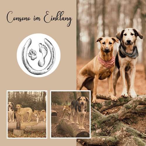 Hundeauslaufgebiet-Consono im Einklang-Bild