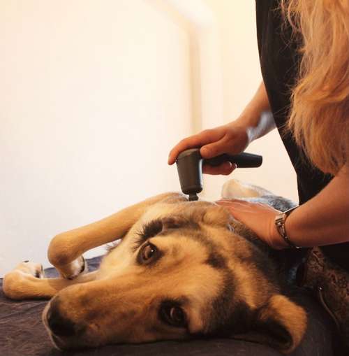 Hundeauslaufgebiet-Consono im Einklang-Bild